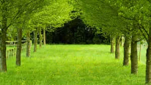 Hd Nature Background