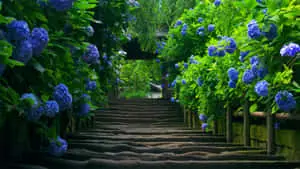 Hd Nature Background