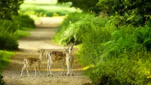Hd Nature Background