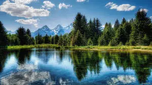 Hd Nature Pine Trees