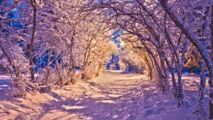 HD Winter Background Frosty Trees Tunnel