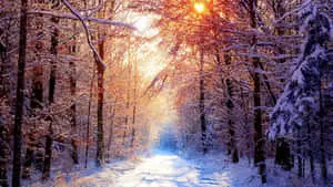 HD Winter Background Sunlight Frosty Forest