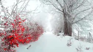 HD Winter Background Red Flowers And Frosty Trees