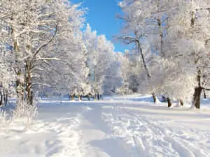 HD Winter Background Frosty Trees