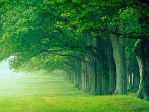 Heavenly Green Forest In Louisville Kentucky