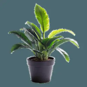 House Plant Silhouette PNG cdv34