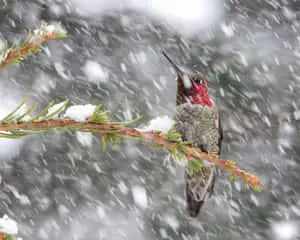  A Hummingbird Nest in Nature