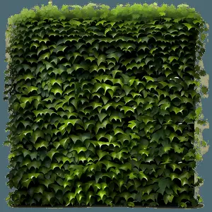 Ivy Covered Wall PNG 99