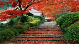 Experience the Unique Beauty of Japan