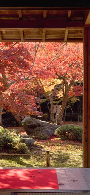 Japanese Aesthetic iPhone Sakura In House Garden