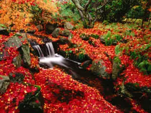 A Serene Japanese Garden with Cherry Blossom