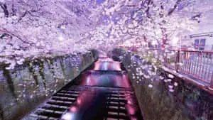 A scenic view of the traditional Japanese temple, framed by the bright colors of nature