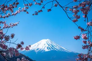 Japanese HD Mount Fuji And Sakura Blossoms
