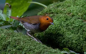 Japanese Robin Birds Of Nature