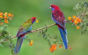 Juvenile Crimson Rosella Bird 