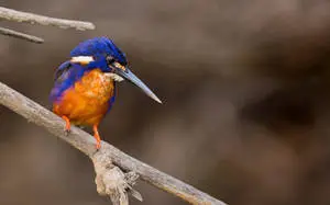 Kakadu Birds In Nature