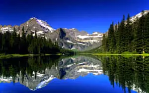 Nature's Beauty at its Finest