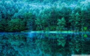 Lake Forest Background