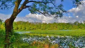 Lake In The Forest Nature