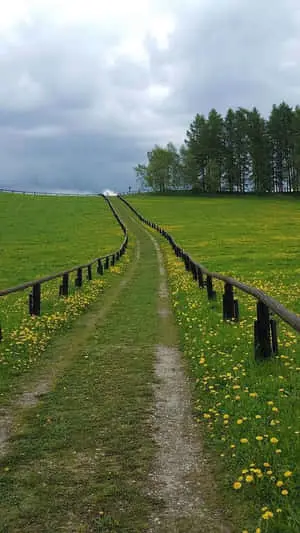  Verdant Land Picture