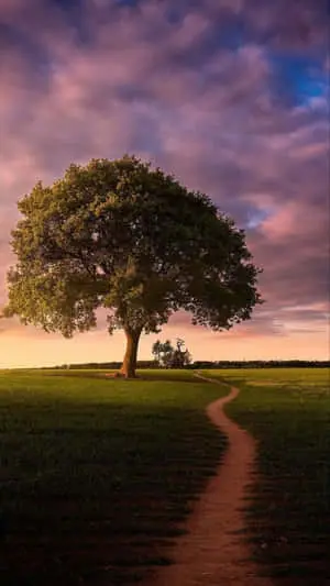 Green Land Picture