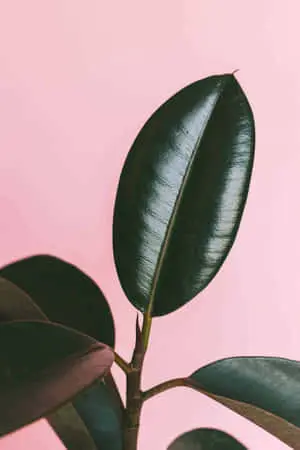  Captivating Leaves Wallpaper 