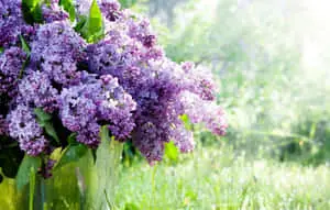 Lilac Tree 1332 x 850 wallpaper