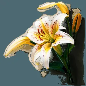 Lily Flower Garden PNG 06272024
