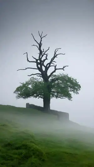 Lone Tree Silhouette on Misty Hill Under Overcast Sky