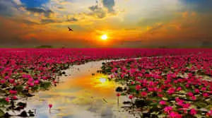 The Beauty Of Nature: A Stunning Lotus In The Sun."