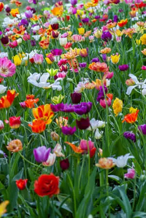 Lovely Springtime Flowers Picture