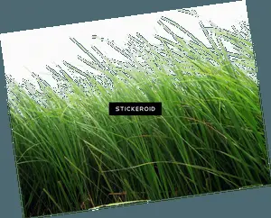 Lush Green Grass Field