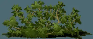 Lush Green Shrub Illustration