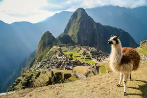 machu picchu llama standing on the edge of a mountain