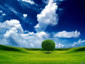 Magnificent Landscape With Round Tree