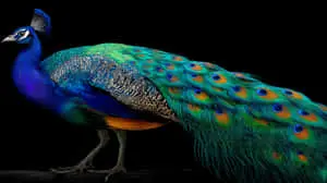 Majestic Hyper-realistic Peacock with Extended Tail Feathers	