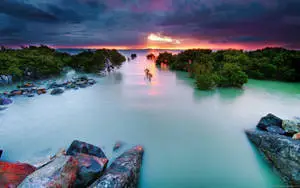Mangrove Forest On Full HD Computer Desktop