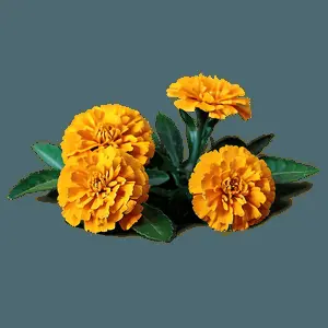 Marigolds in Nature PNG sgq