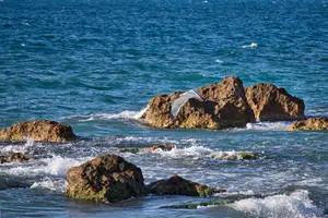 Marine Birds In Nature