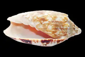 Marine Conch Shell