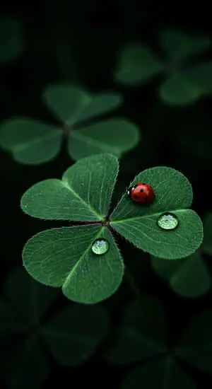 Micro Shot of Ladybug in Lucky Leaf