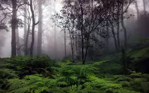 Misty Forest Background