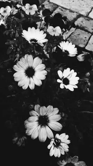 Monochrome Garden Blooms