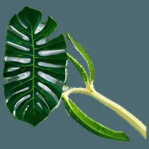 Monstera Leaf Transparent Background PNG 44