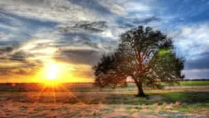 Morning Sun Pictures