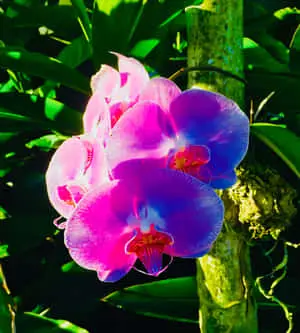 Moth Orchid Flowers Picture