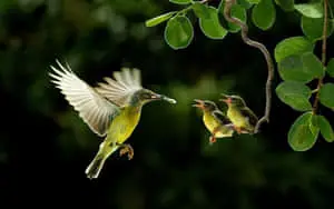 Sunbird Mother Bird Picture