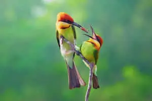 Chestnut Headed Bee Eater Mother Bird Picture