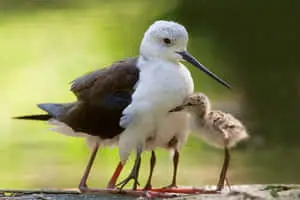 Black Winged Stilt Mother Bird Picture