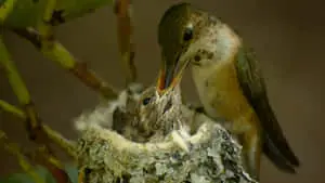 Rufous Hummingbird Mother Bird Picture